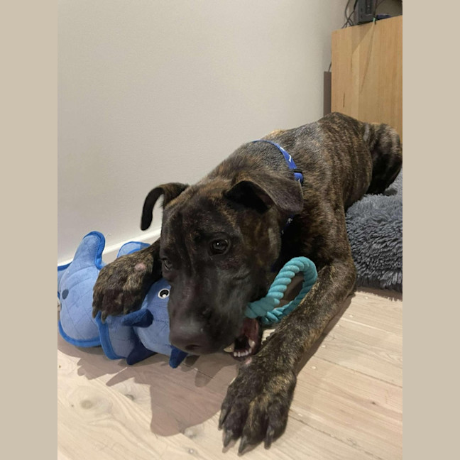 Photo of Caesar   1 Year Old Mastiff X