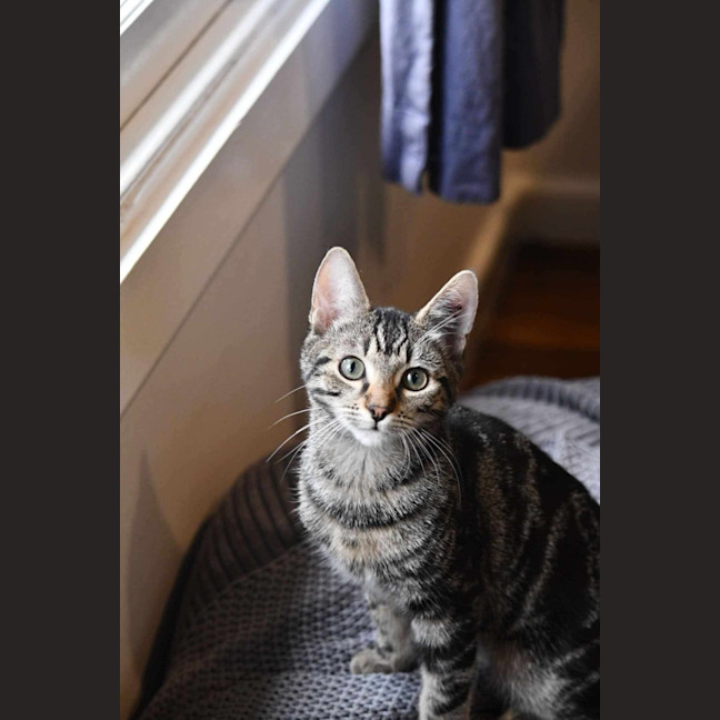 Photo of Velcro And Blu Tac