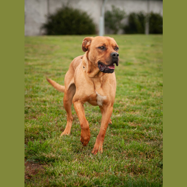 Photo of Tucker