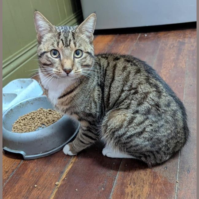 Photo of Pippin