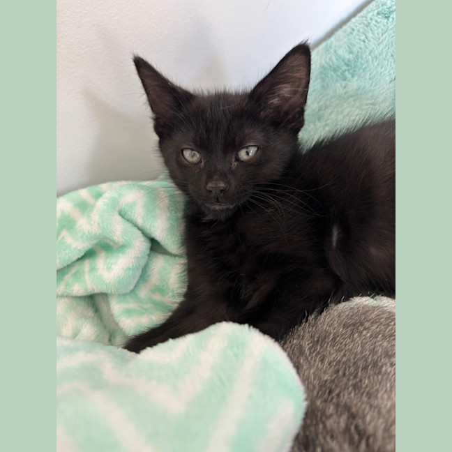 Photo of Shadow