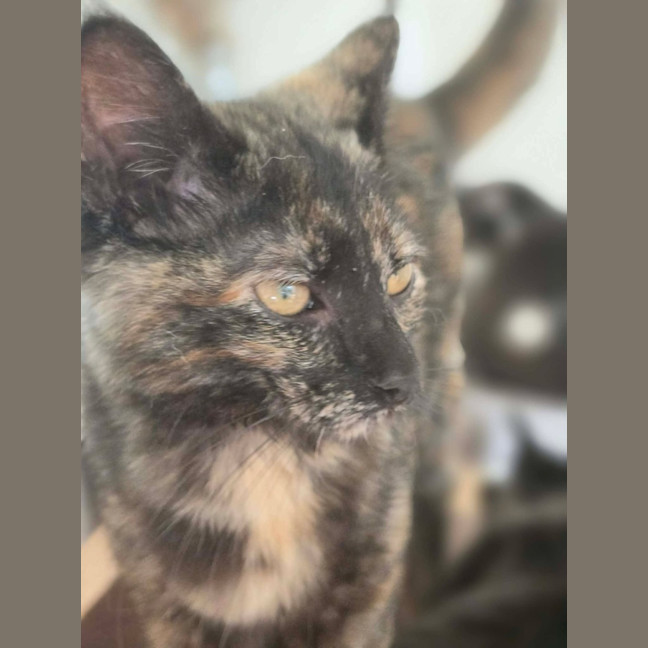 Photo of Tulip   In Foster Care In Healesville