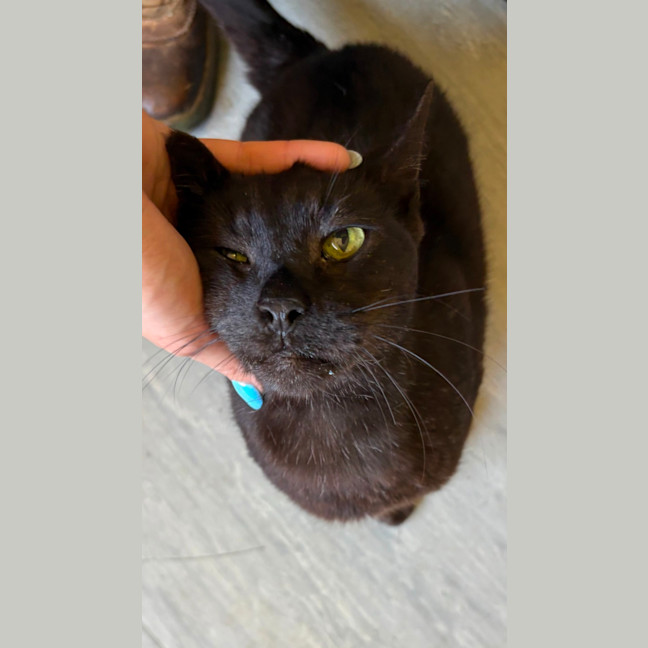 Photo of El Gato