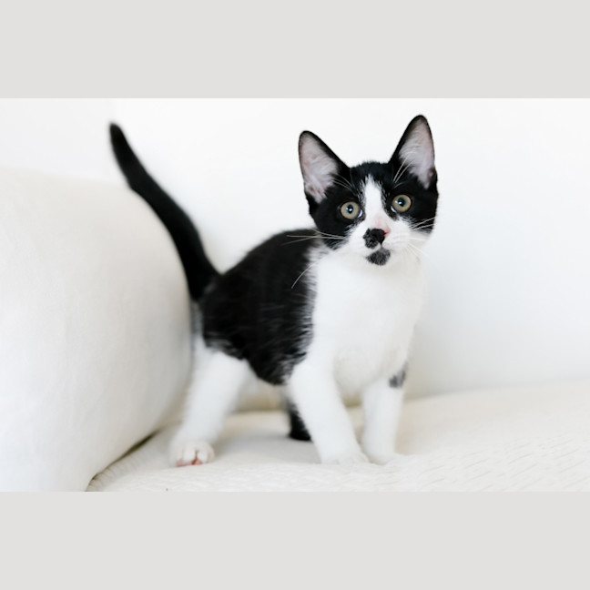 Photo of Archie