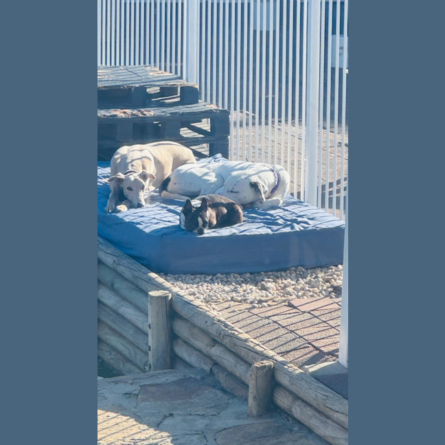 Photo of Spot 