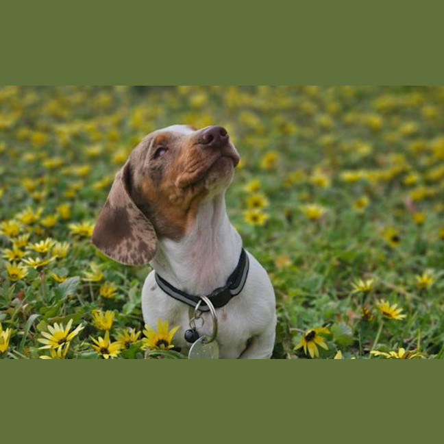Photo of Lily