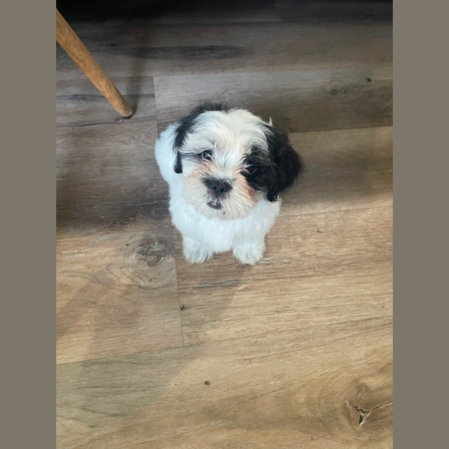 Photo of Cookie