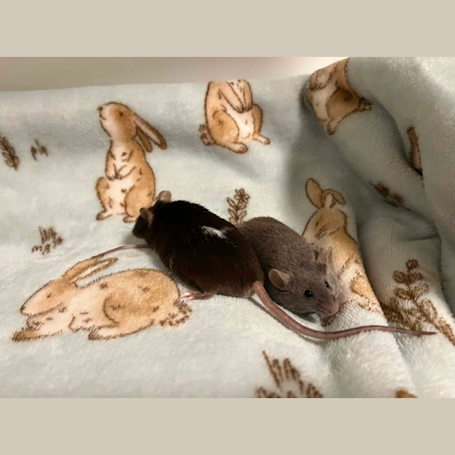 Photo of Toast & Cereal