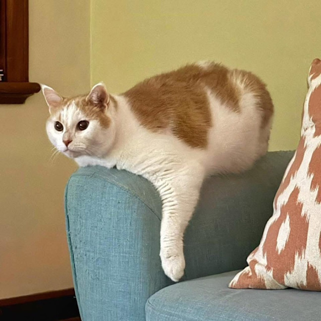 Photo of 10541   Lenny