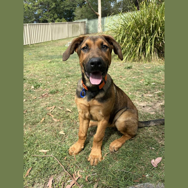 Photo of Emerald   5 Month Old German Shepherd X