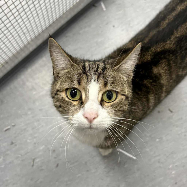 Photo of Kitty
