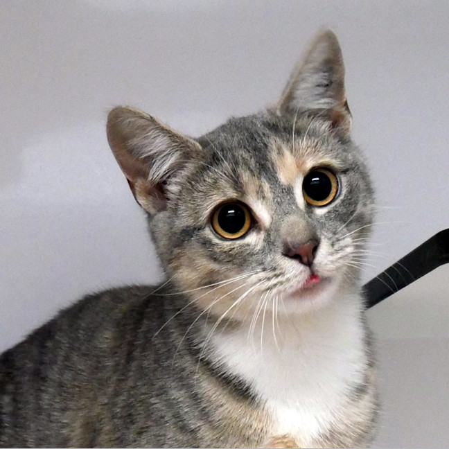 Photo of Anastasia Stk014260