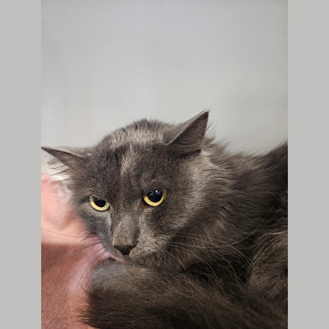 Photo of Birdie