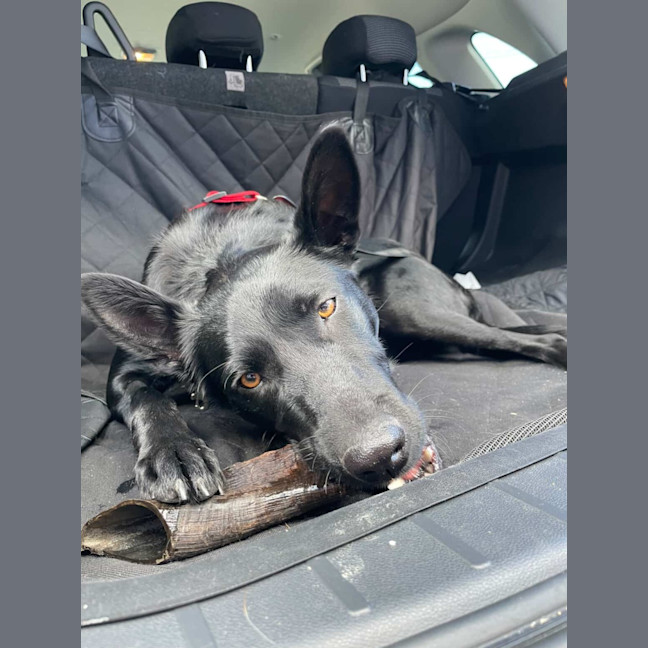 Photo of Rosie 