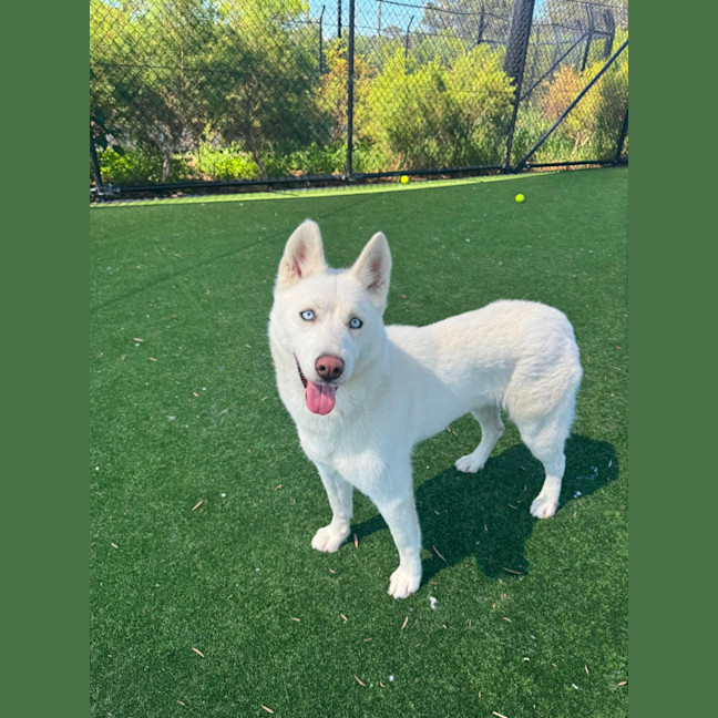 Photo of Honey Lemon Imp 2718