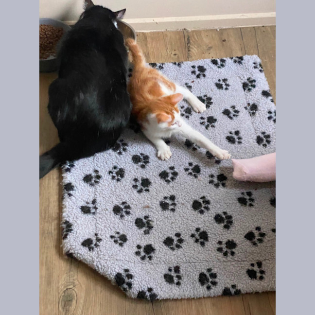 Photo of Caramel Chai  Meet Me At Pet Stock Carrum Downs