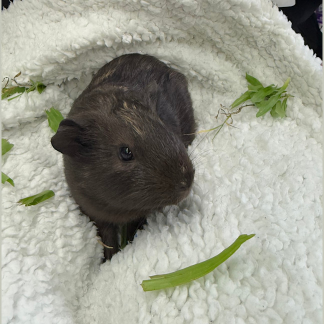 Photo of Fudge
