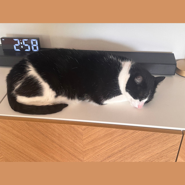 Photo of Arlo