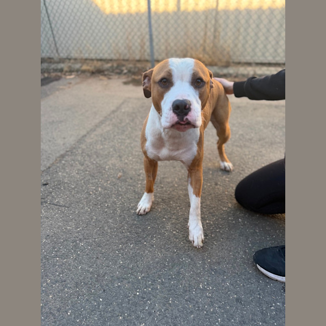 Photo of Buddy