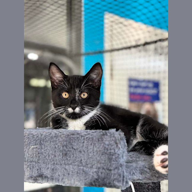 Photo of Soot