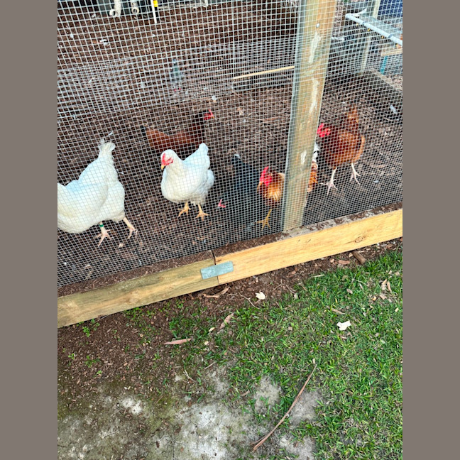 Photo of 7 Hens 
