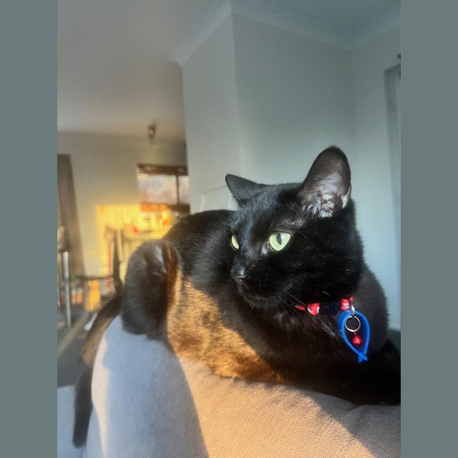 Photo of Batman