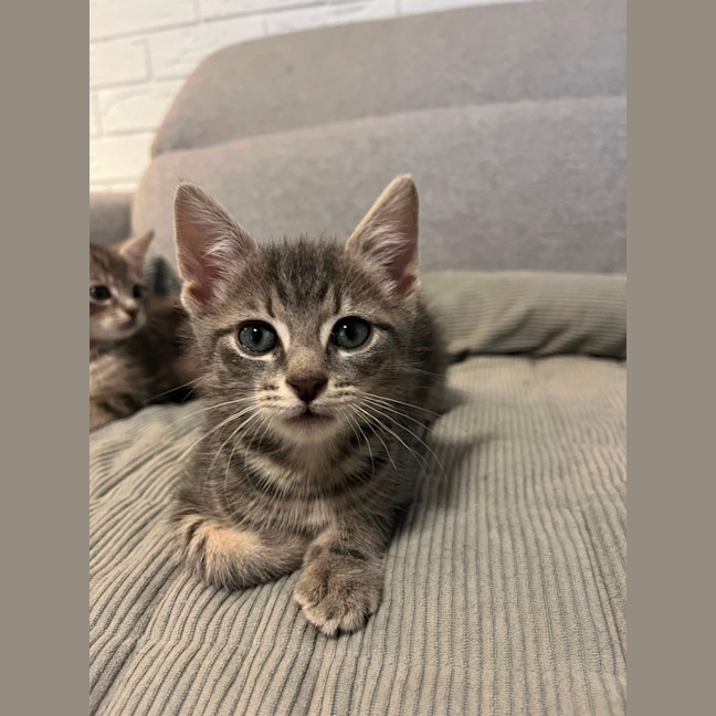 Photo of Kiwi And Berry