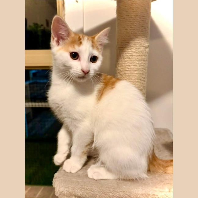 Photo of Pickles