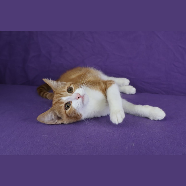 Photo of Meringue