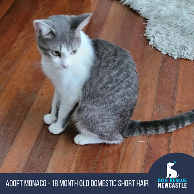 Photo of Monaco   18 Month Old Domestic Short Hair