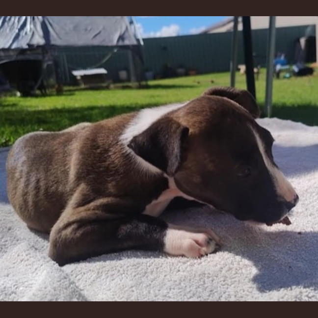 Photo of Tina🥇12 Week Old Staffy X Ridgeback Puppy