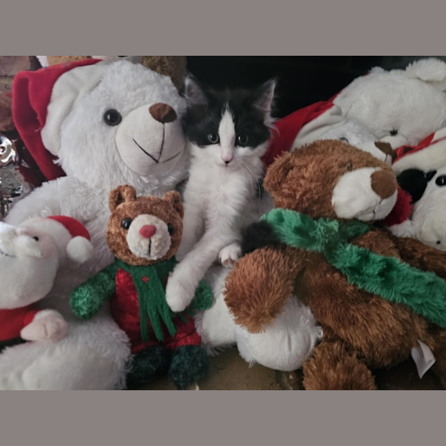 Photo of Pepper Meet Me@Petstock Hastings Store