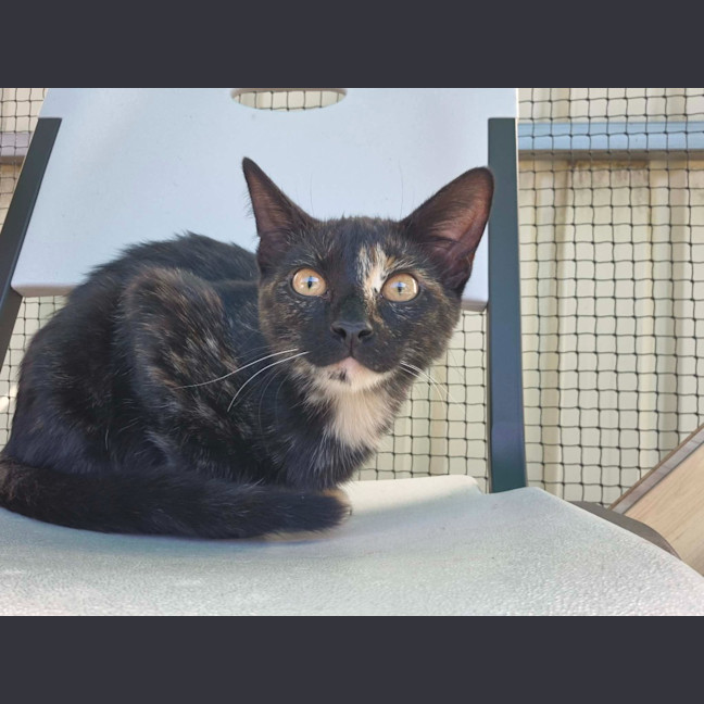 Photo of Ember