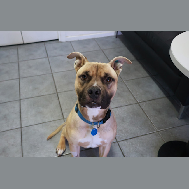 Photo of Buddy