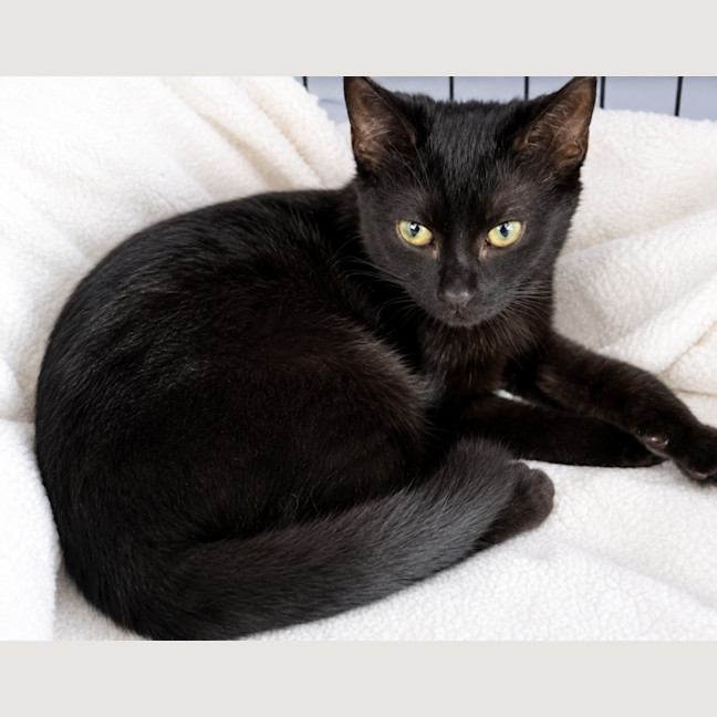 Photo of Speckles