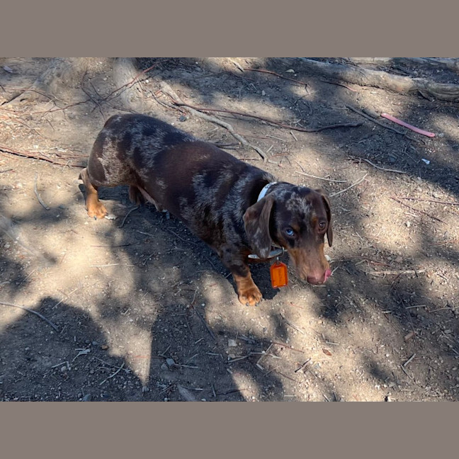 Photo of Winston