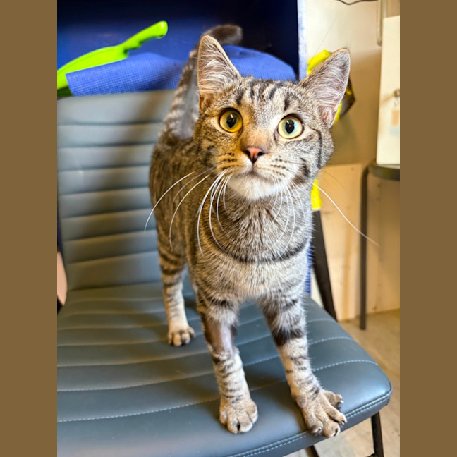 Photo of Tango