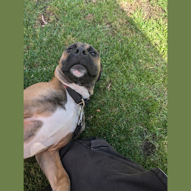 Photo of Rocky