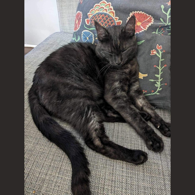 Photo of Percival