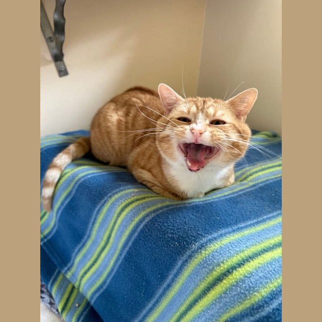 Photo of Bilbo Renamed To George