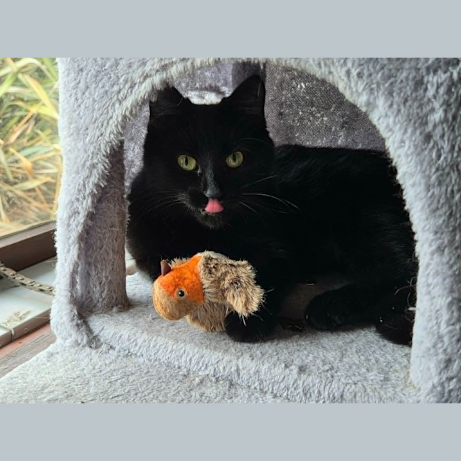 Photo of Apollo
