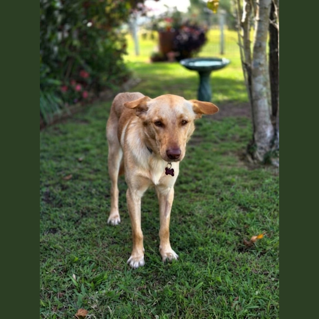 Photo of Brandy