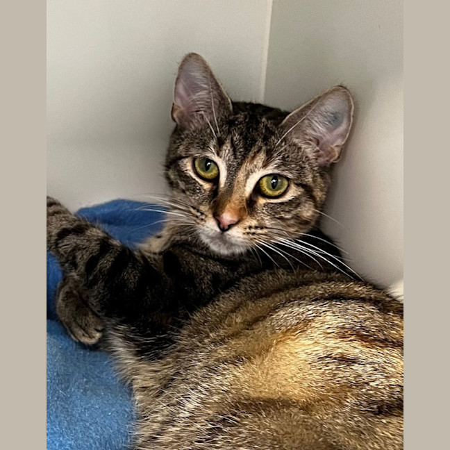 Photo of Coco Coconut