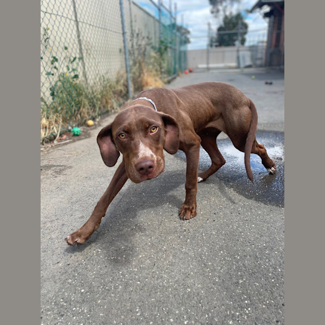 Photo of Fudge
