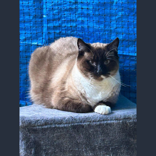 Photo of Chai 