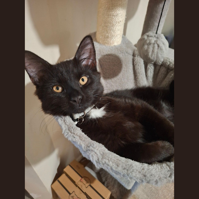 Photo of Merlin