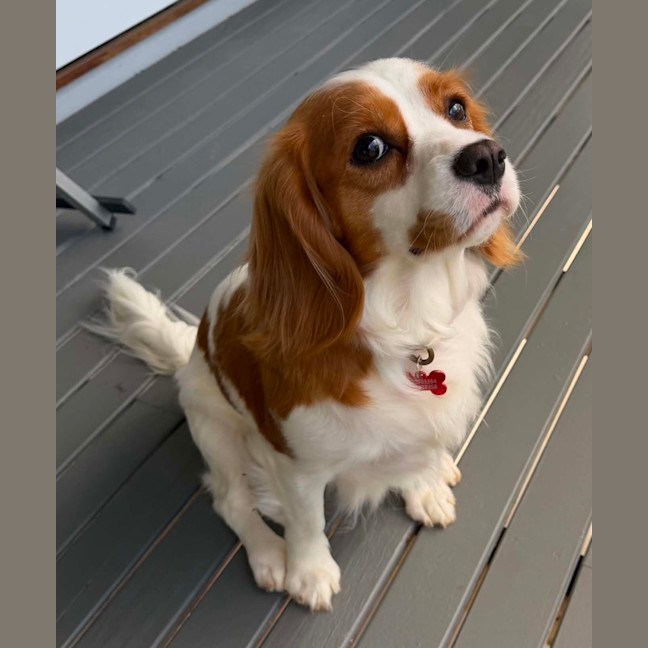 Photo of Bonnie
