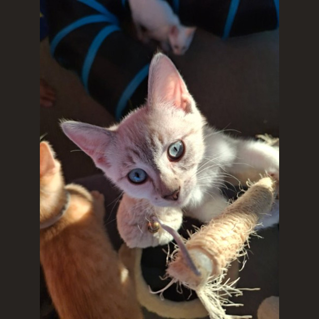 Photo of Gidget (Gigi)