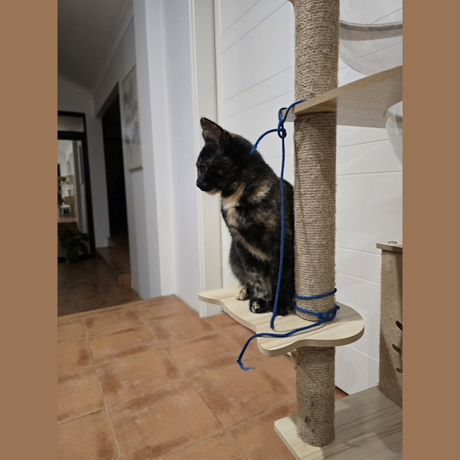 Photo of Ebony