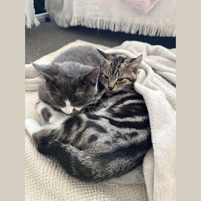 Photo of Chunk & Cheek